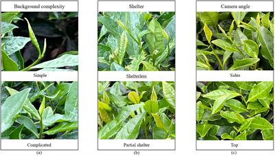 A method of identification and localization of tea buds based on lightweight improved YOLOV5